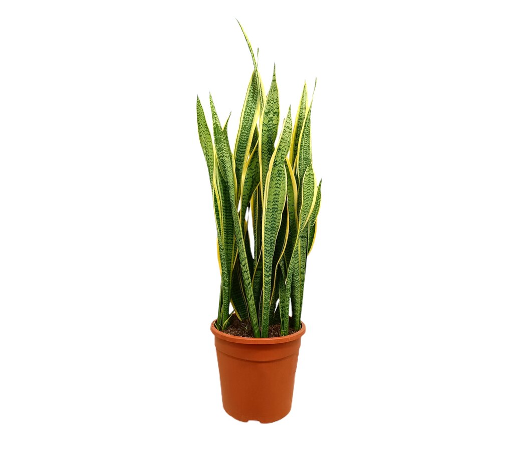 Sansevieria Laurentii M25 70-90cm (lengua De Suegra)_0