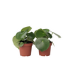 Corazón De Hombre - 2 Pzs - Peperomia Polybotrya - Altura 20-30cm - ⌀12cm