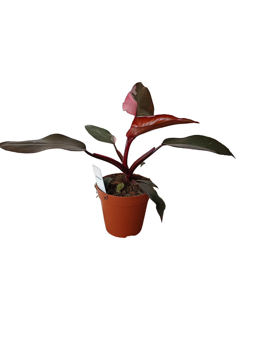 Philodendro Pink Princess Planta De Interior Ø12_0