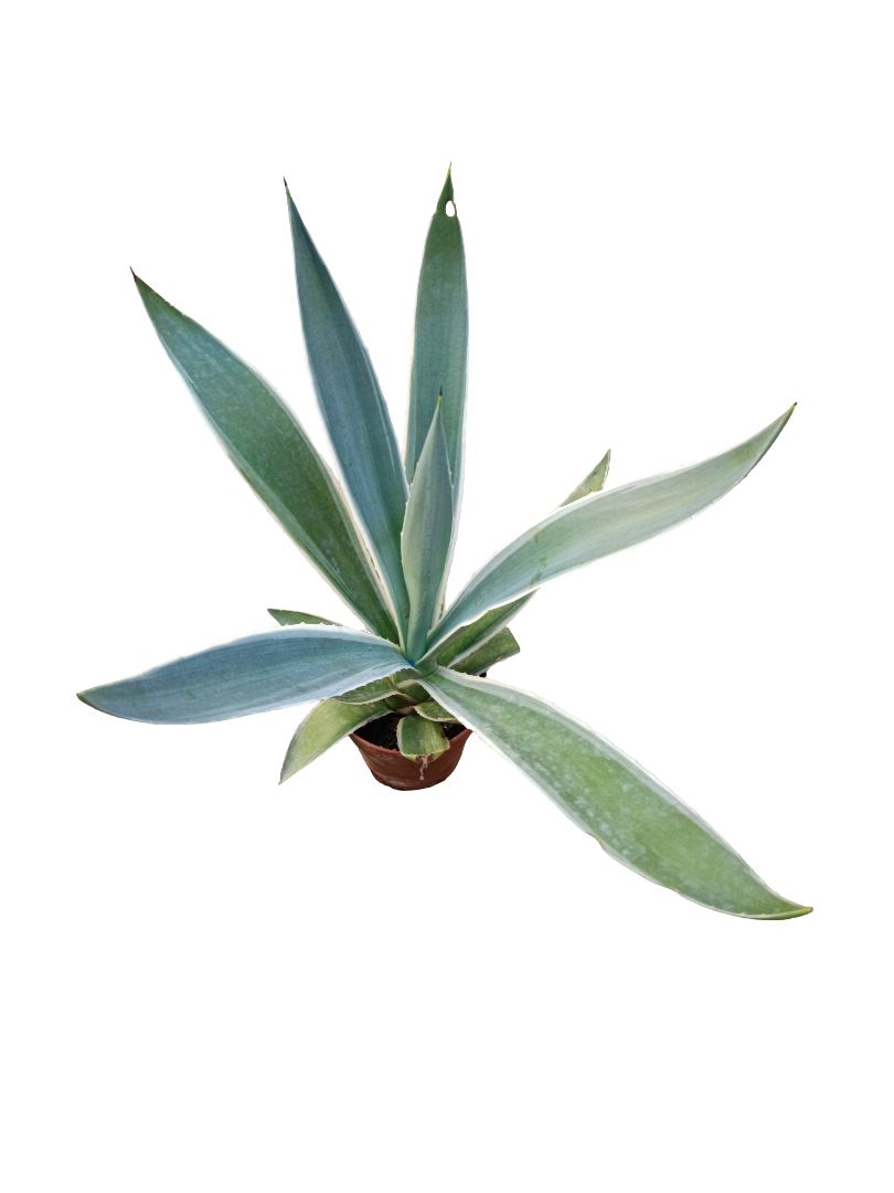Agave angustifolia marginata Planta suculenta de sol Ø8