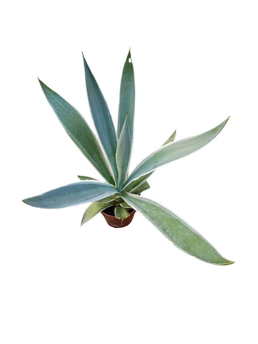 Agave angustifolia marginata Planta suculenta de sol Ø8
