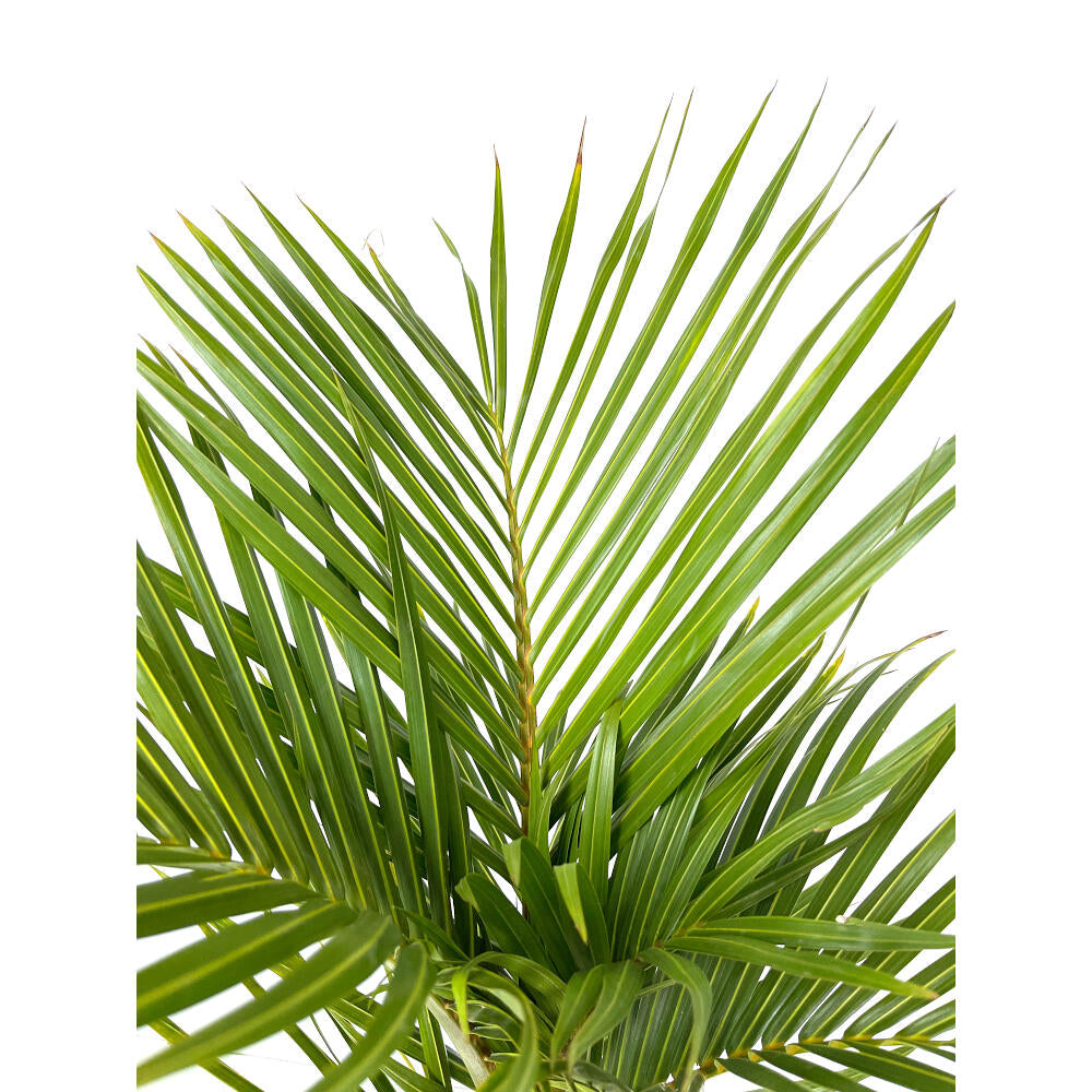 Mascarena Verschaffelti M21 100cm_1