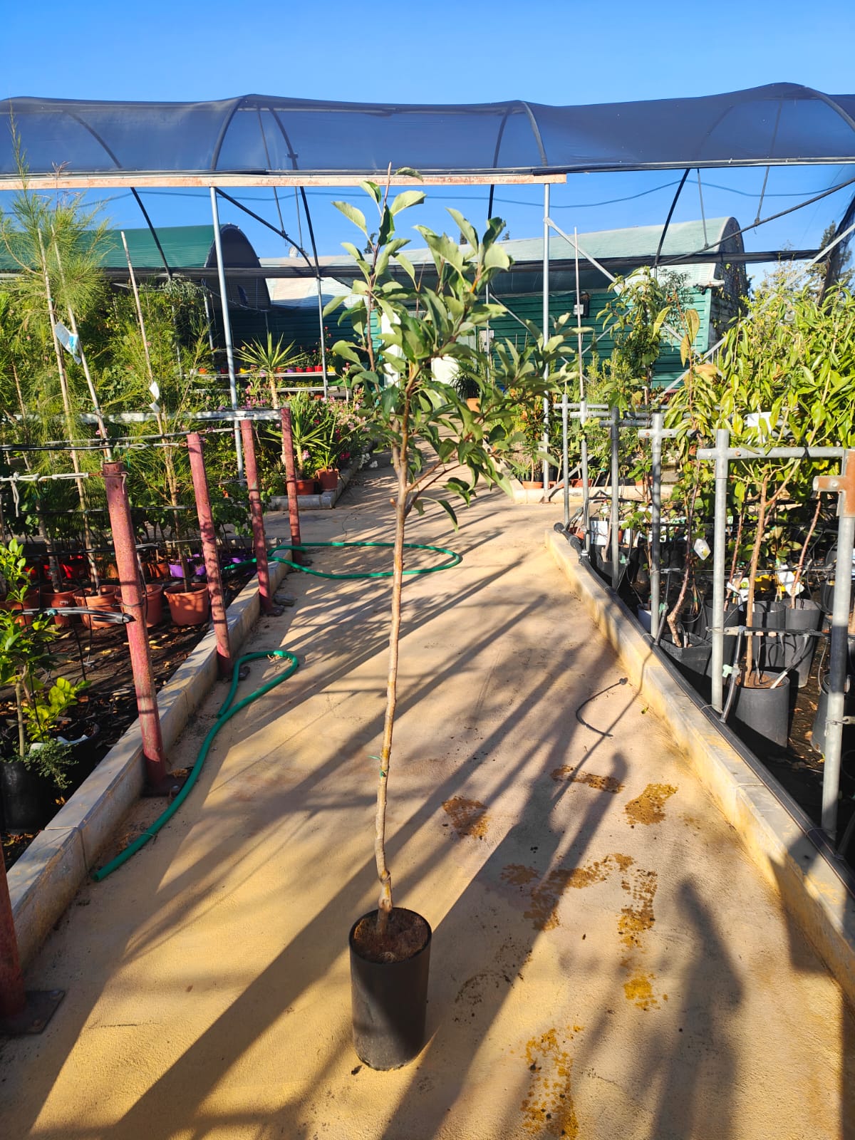 Manzano Grany Smith Maceta_1