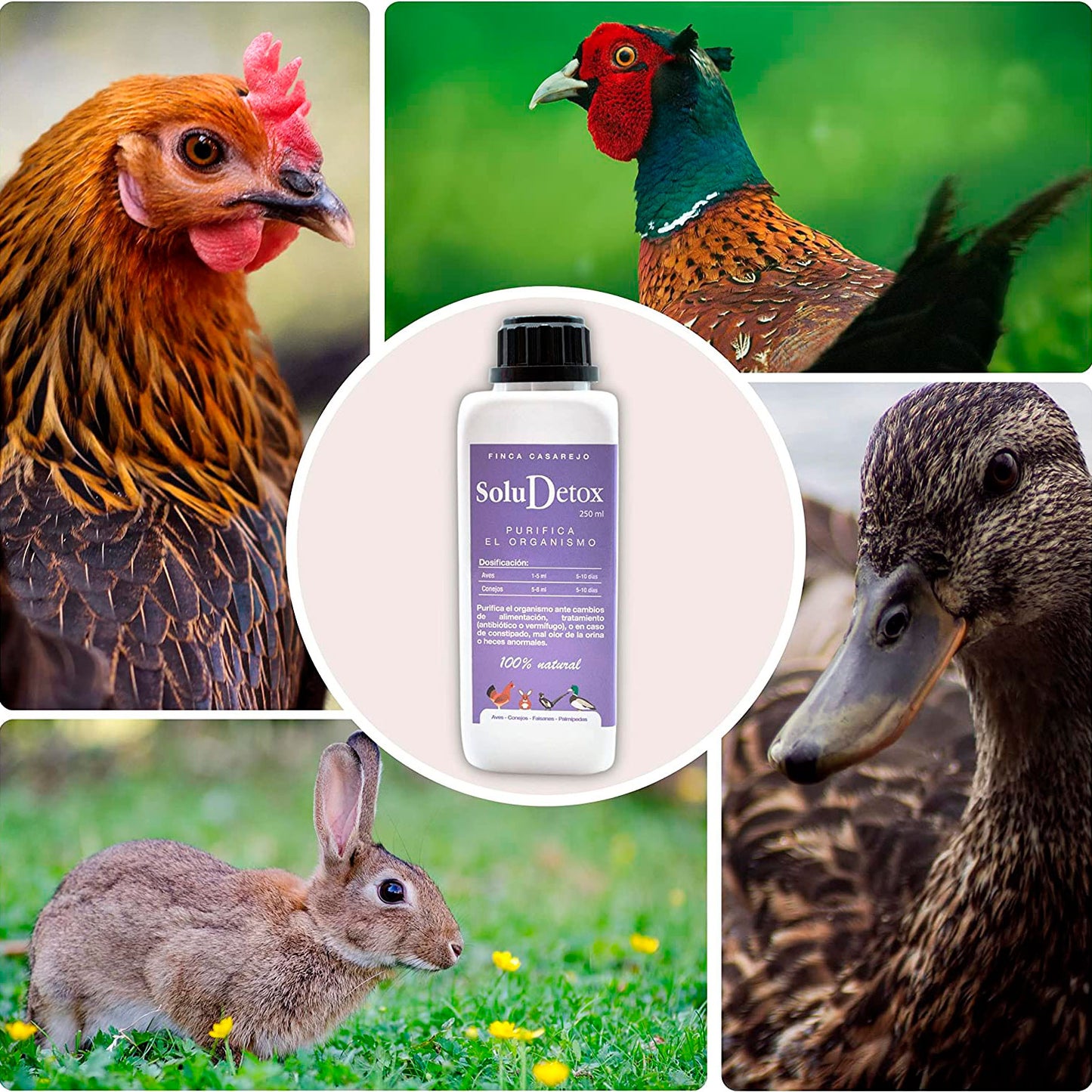 SoluDetox – Complemento nutricional para aves de corral y conejos – Apoyo hepático y nutricional – Formato 250 ml_3