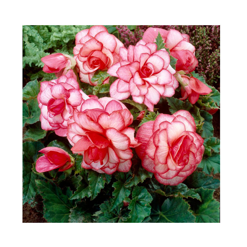1 Bulbo De Begonia 'bouton De Rose' Planta De Flor_0