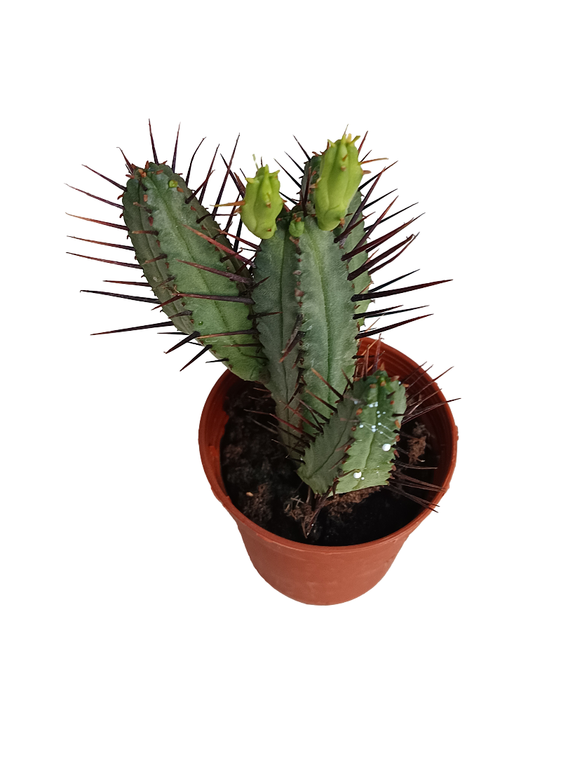 Euphorbia Enopla Planta Suculenta Ø5 Cms