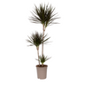 Drácena - Dracaena Marginata - Altura 110-130cm - ⌀24cm