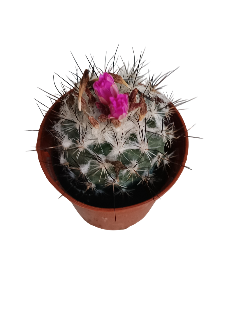 Turbinicarpus Horripilus Cactus Planta Suculenta Ø5_0