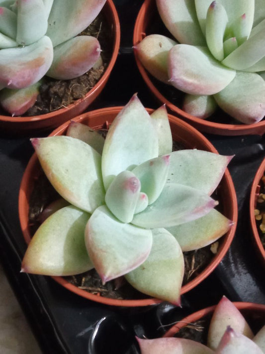 Echeveria Colorata Planta Suculenta 5 Cms