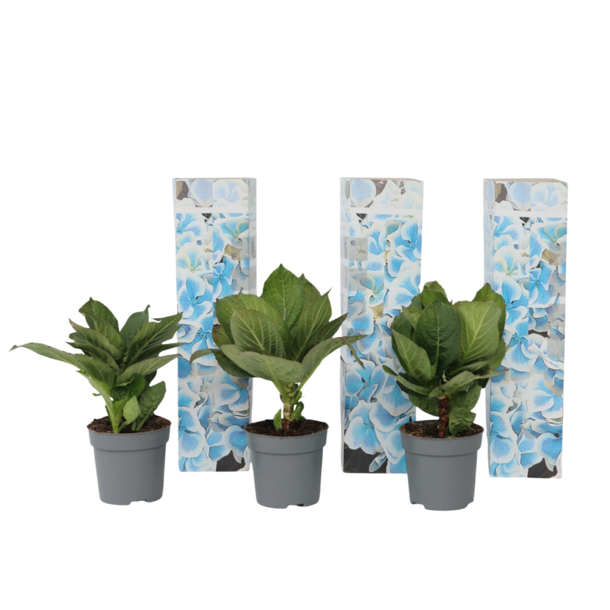 Hortensia - 3 Pzs - Hydrangea Macrophylla 'bavaria' - Altura 25-40cm - ⌀9cm