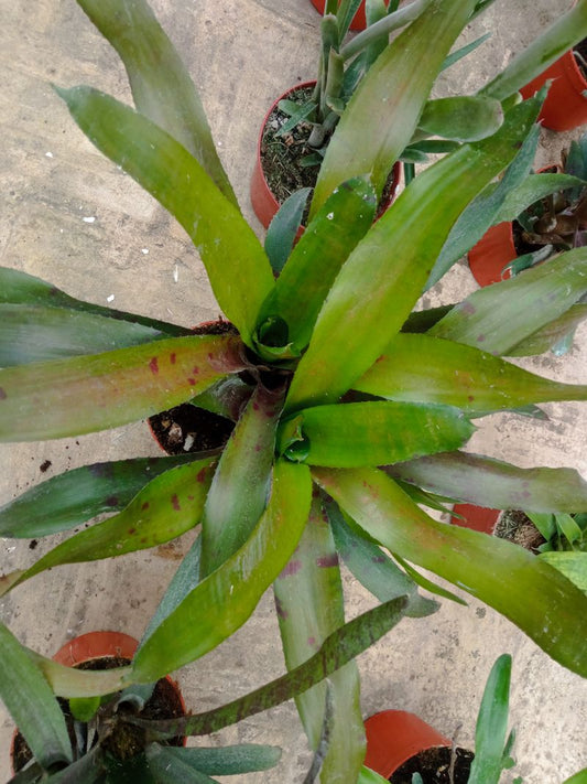 Bromelia Sp6 Plantas Para Terrarios Y Jardin