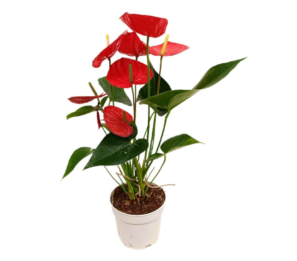 Anthurium Minnesota M17 60cm_0