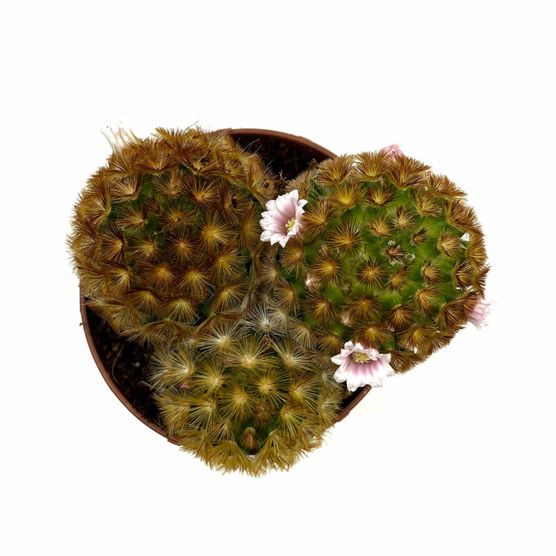 Mammillaria Carmenae Var. Rubrispina Cactus Y Suculentas