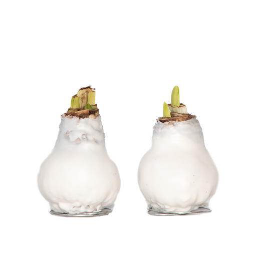 Amarilis - Hippeastrum 'wax White' - Bulbo De Flor - Rojo