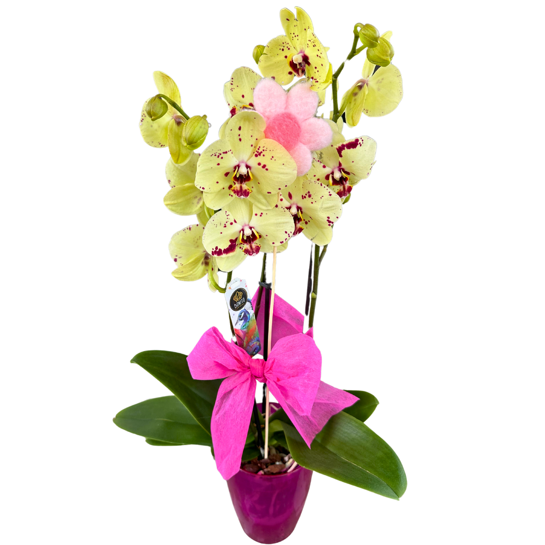 Orquídea O Phalaenopsis 2 Varas, Especial Para El Regalo_0