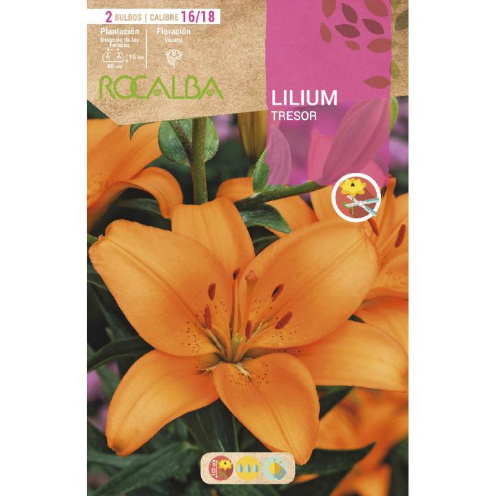 Bulbo Lilium Tresor 2 unidades (16/18)