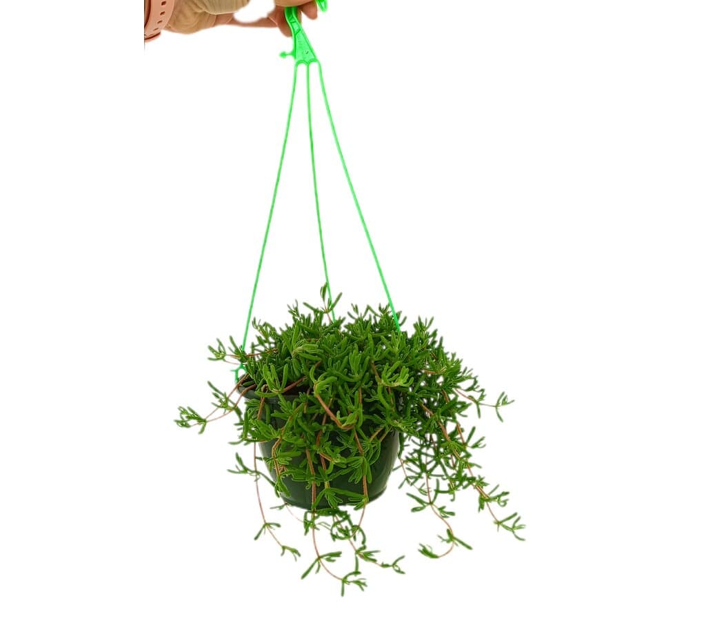 Drosanthemum Speciosum M15