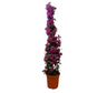 Bouganvillea Piramide M33 160-180cm