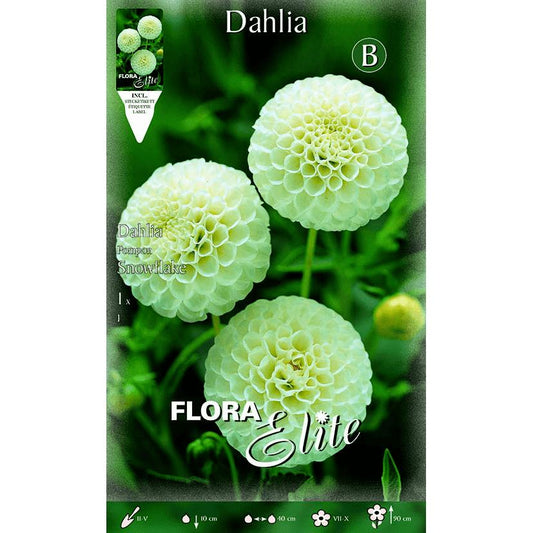 Bulbo Dalia Pom Pom blanca 1 ud