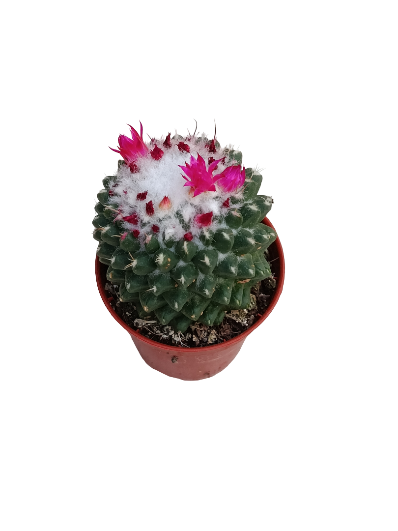 Mammillaria Polythele Ø5 Cactus Mini Planta Natural_0