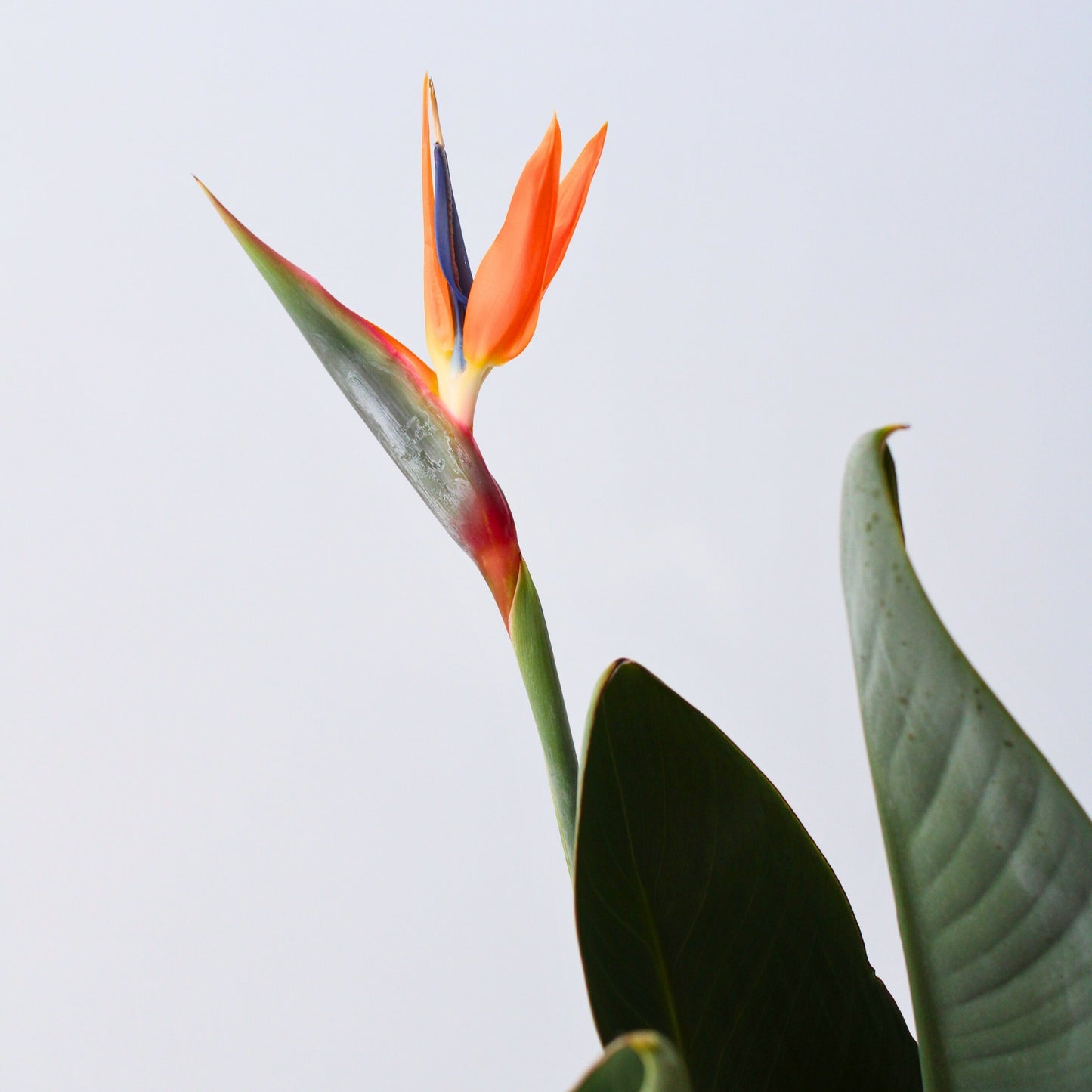 Ave Del Paraíso - Strelitzia Reginae - Con Flores - Altura 70-100cm - Ø19cm