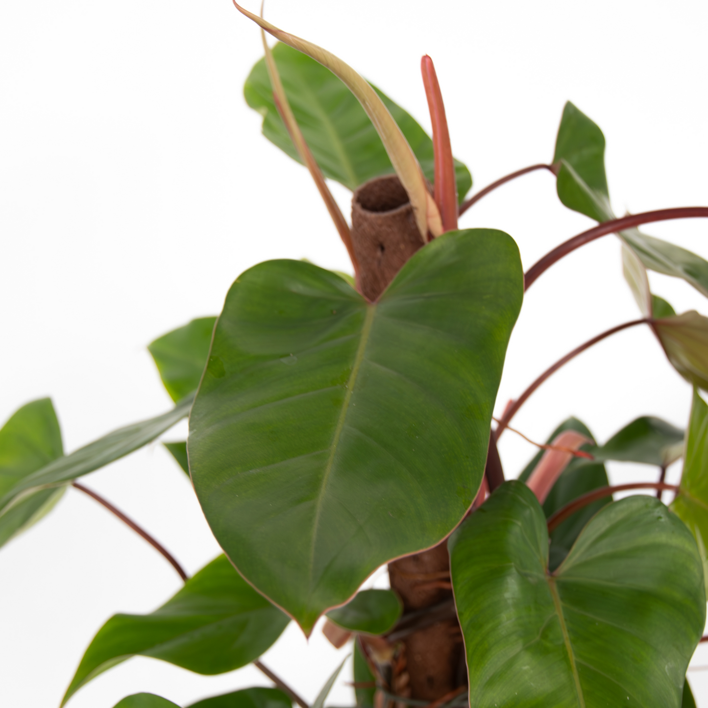 Filodendro - Philodendron Red Emerald Kratiste - Altura 70-80cm - ⌀19cm
