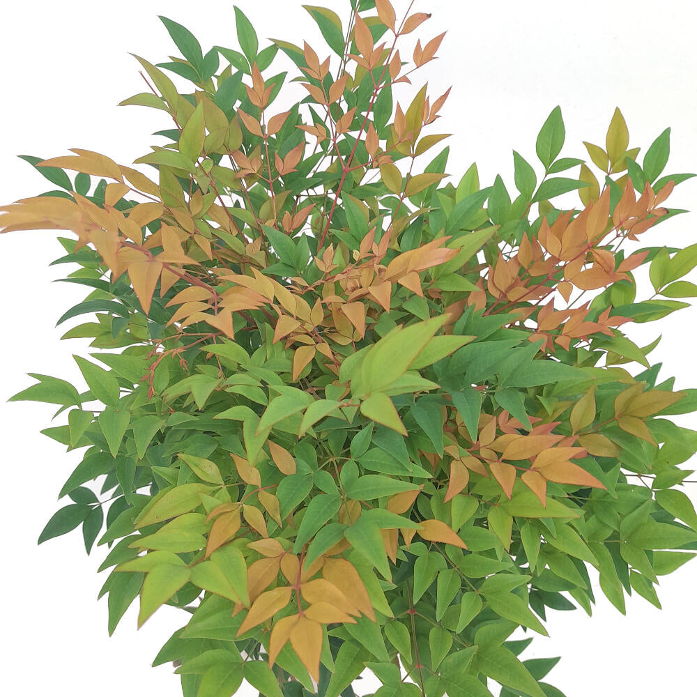 Nandina Domestica M19 40-60cm (bambú Sagrado)_1