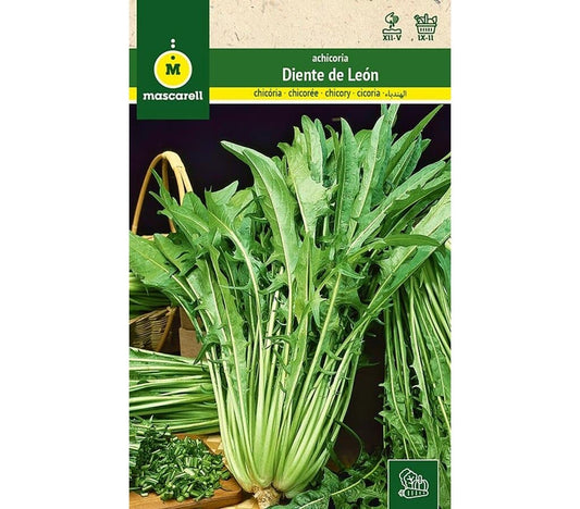 Semillas Achicoria Diente De León