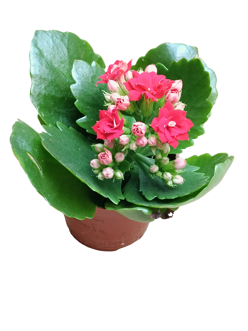 Kalanchoe Flor Rojo Planta Maceta 7 Cms_0