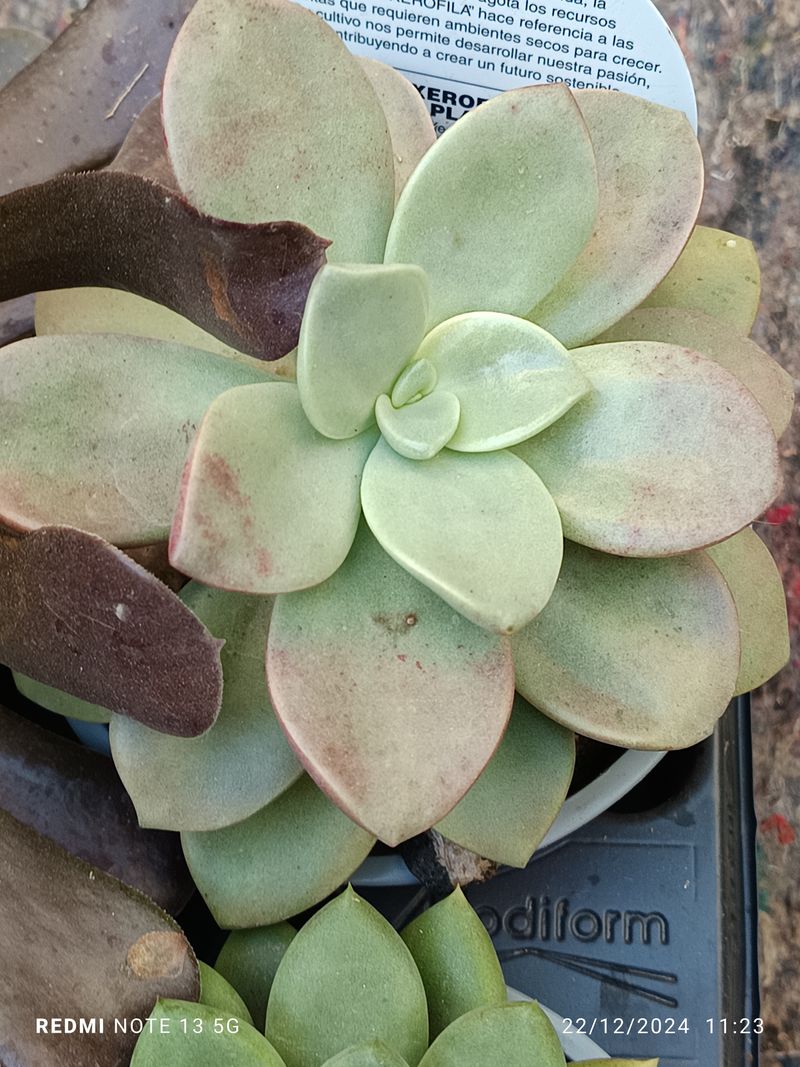 Cactus Y Suculenta Planta Grande Ø13 ☼ Ref017