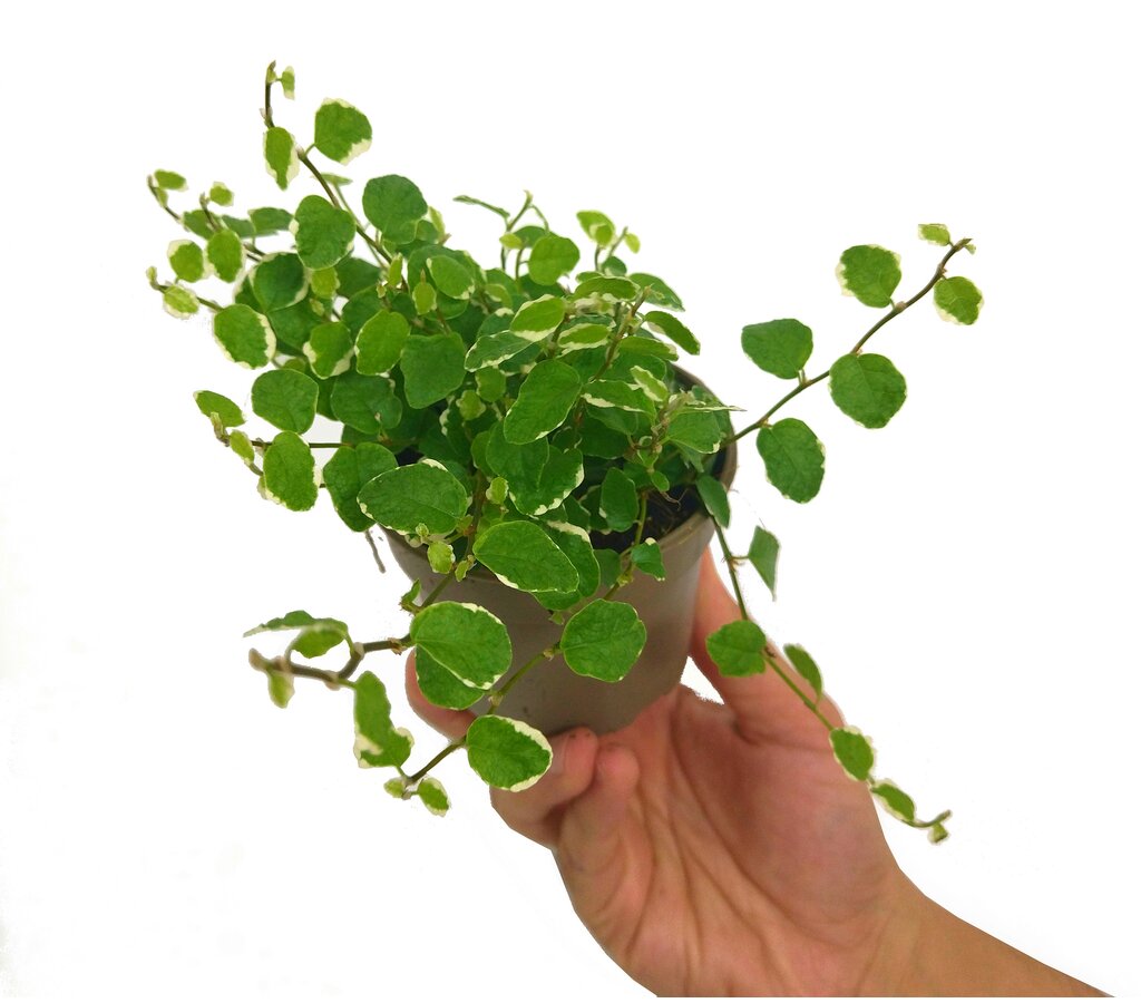 Ficus Pumila Sunny M9_0