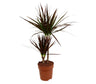 Dracena Magenta 2 Troncos 30-10 M17 70cm