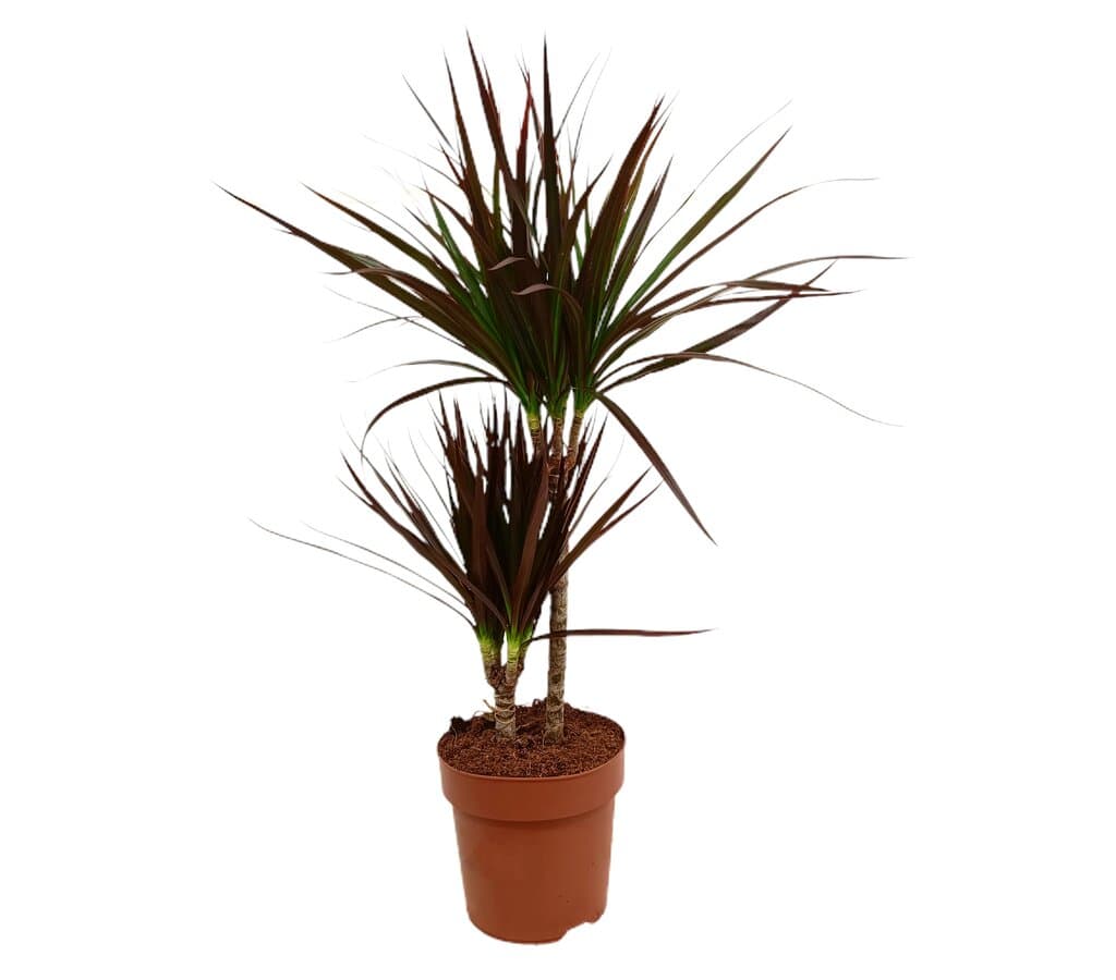 Dracena Magenta 2 Troncos 30-10 M17 70cm