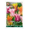 Bulbos Tulipán flor de lis mezcla 7 uds