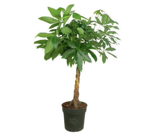 Pachira Acuática M34 110-130cm