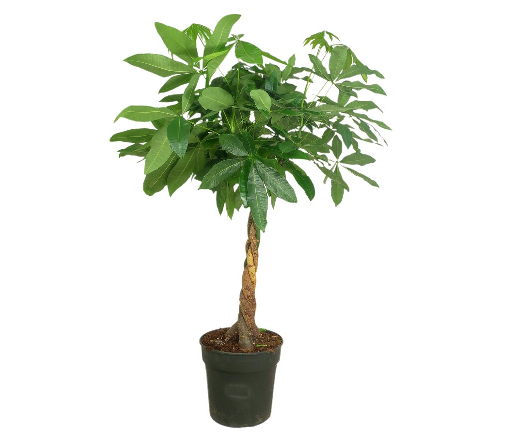 Pachira Acuática M34 110-130cm