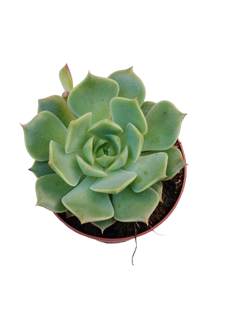 Echeveria Ramillete Ø5 Planta Suculenta De Sol_0