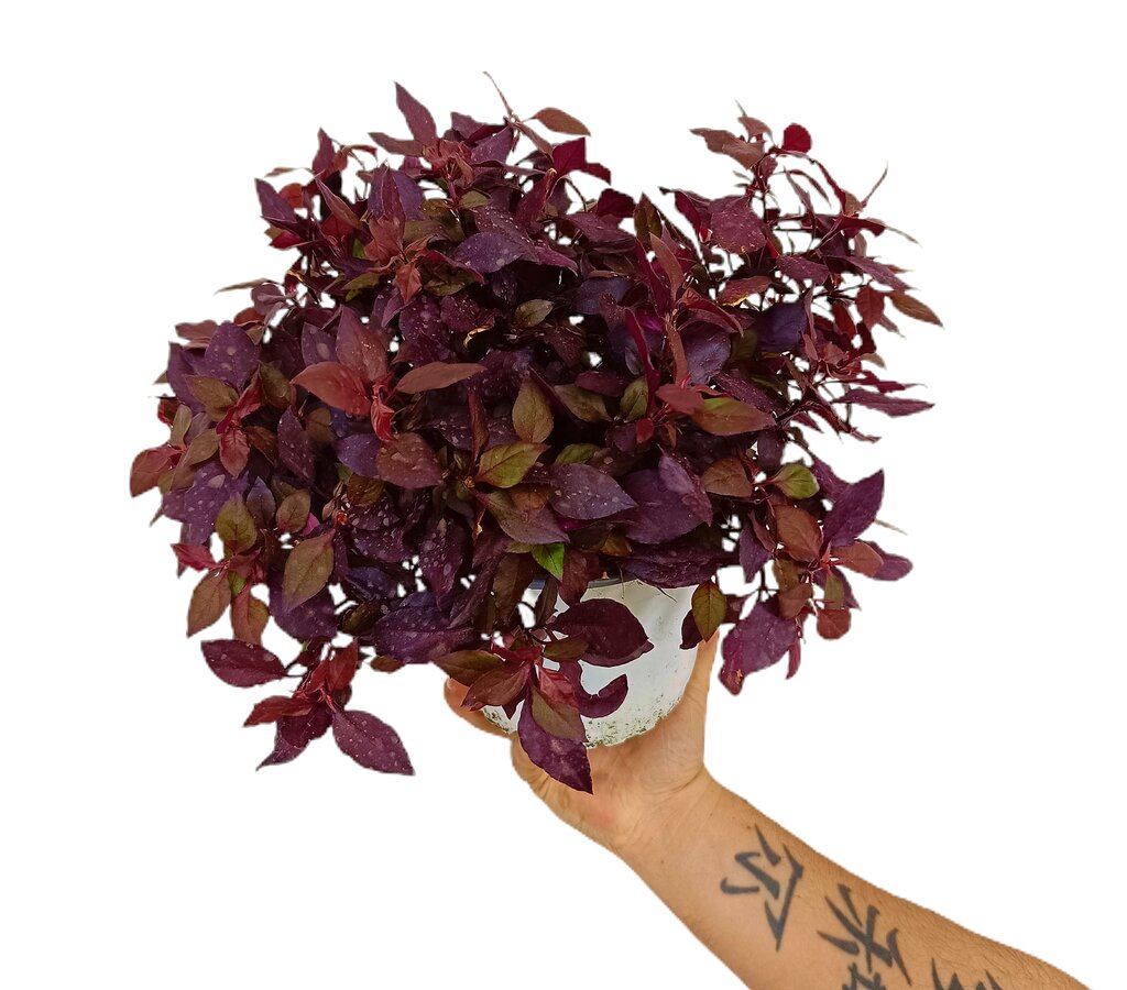 Alternanthera M17_0