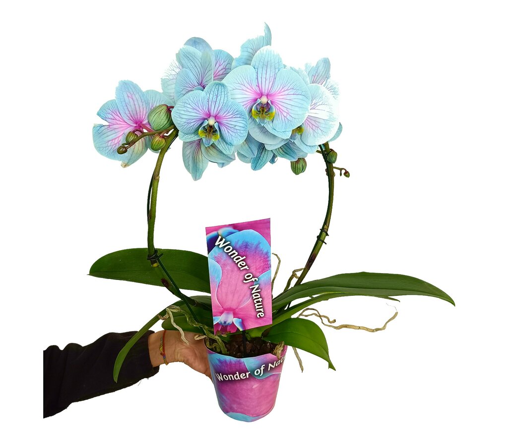 Phalaenopsis Wonder Arco M12 45cm_1