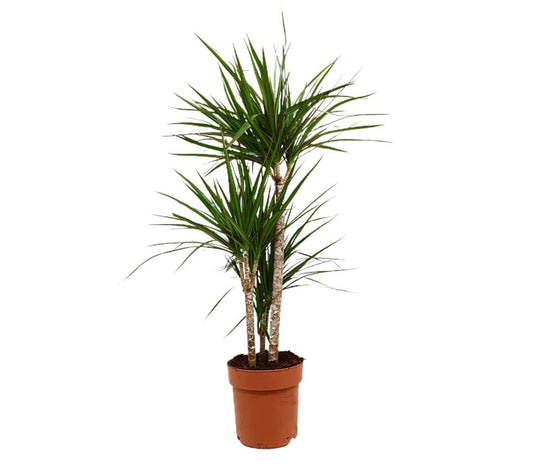 Dracena Marginata 3 Troncos M21 100cm