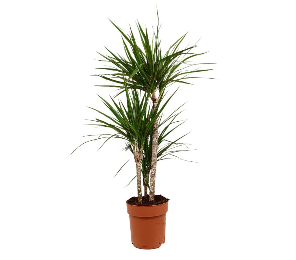 Dracena Marginata 3 Troncos M21 100cm