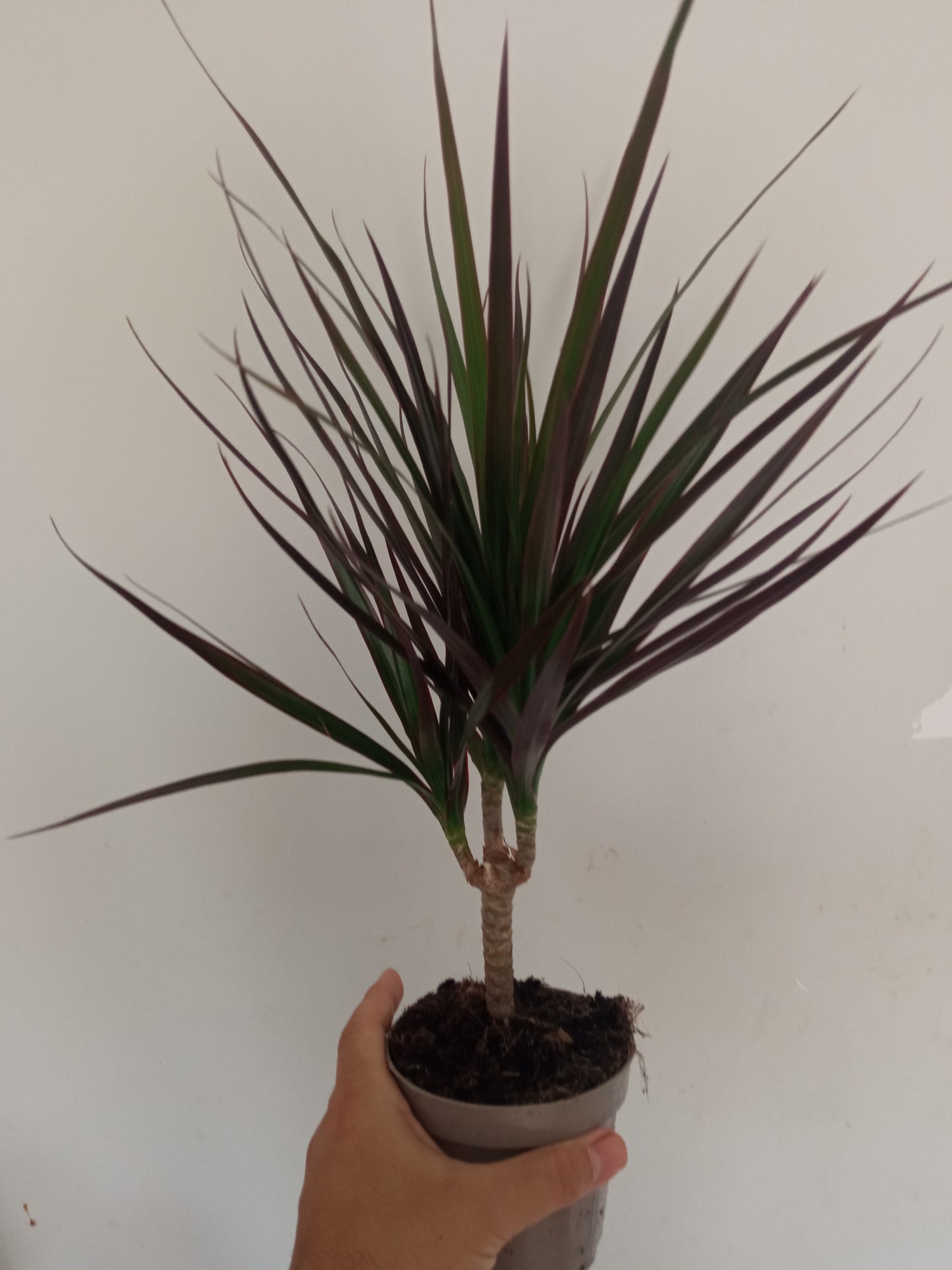 Dracaena Marginata Planta Interior