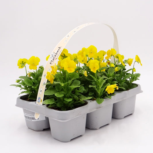 Pack Plantones Violeta Amarilla 6 Ud.  Natural - Fitoralia