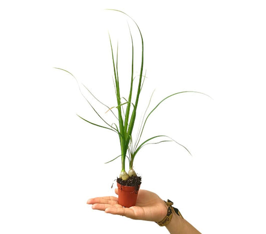 Beaucarnea Nolina Recurvata M5