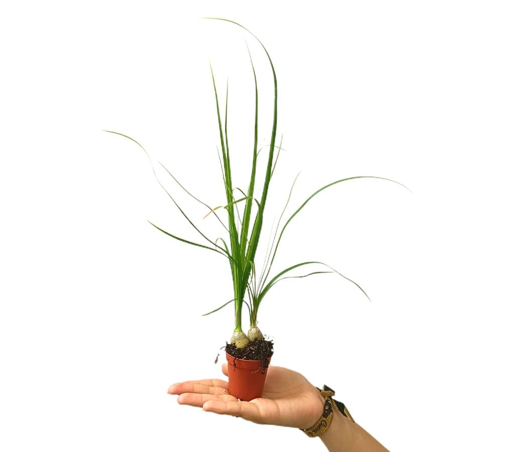 Beaucarnea Nolina Recurvata M5_0