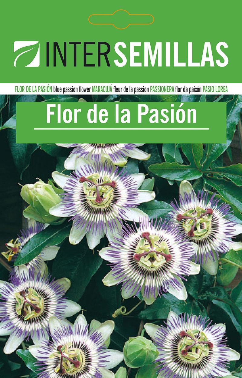 Sobre De Semillas De Flor De La Pasion