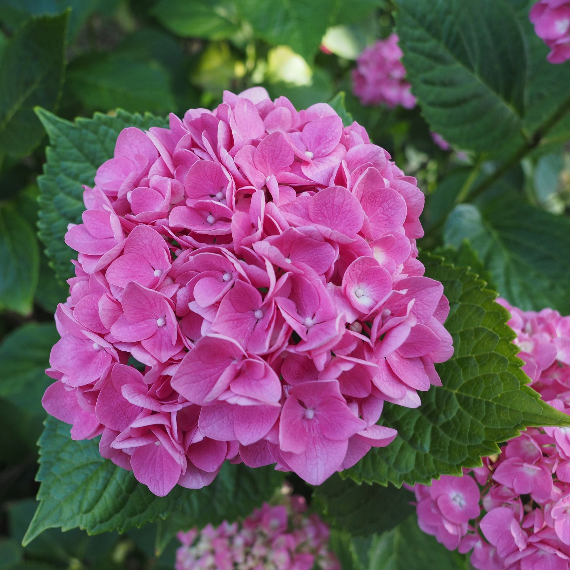 Hortensia - 3 Pzs - Hydrangea Macrophylla 'early Pink' - Altura 25-40cm - ⌀9cm