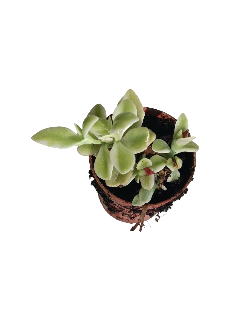 Aptenia Cordiflora Variegata Ø5 Cm Planta Colgante