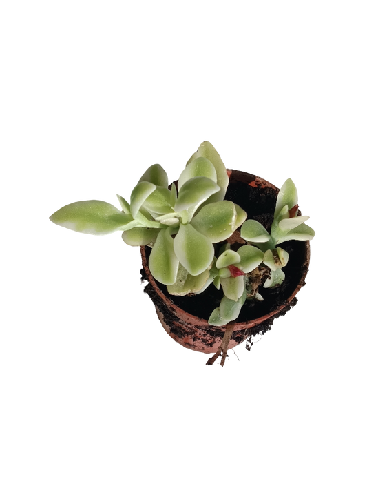 Aptenia Cordiflora Variegata Ø5 Cm Planta Colgante