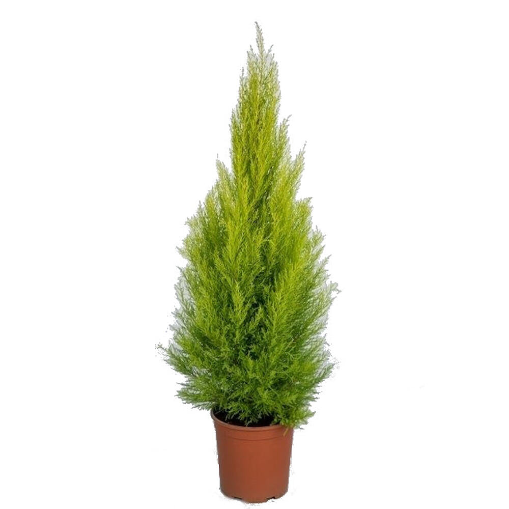 Cupresus Gold Crest Wilma M21 90cm (pino De Limon)_0